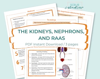 The Kidneys | Nephrons | RAAS | Nursing student study guide | Digital Download | Renin-Angiotensin-Aldosterone System