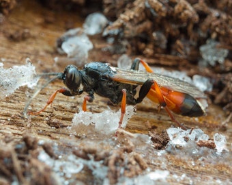 Ichneumon albiger - Insect image