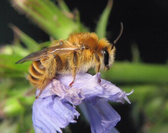 Melitta leporina - Insect image