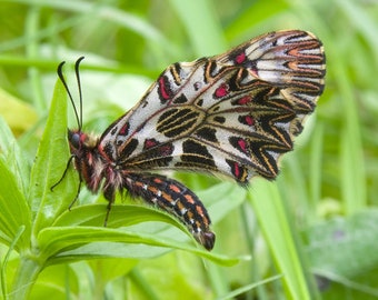 Zerynthia polyxena - Insect Wall Art