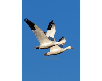 Download Flying Goose Photo Etsy