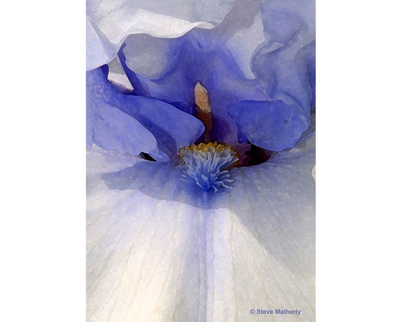 Flower Photo Print Blue iris Art Iris Flower Petal Photography Blue Iris Print Flower Photography Iris Print Expand for best view