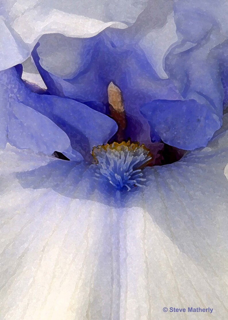 Flower Photo Print Blue iris Art Iris Flower Petal Photography Blue Iris Print Flower Photography Iris Print Expand for best view