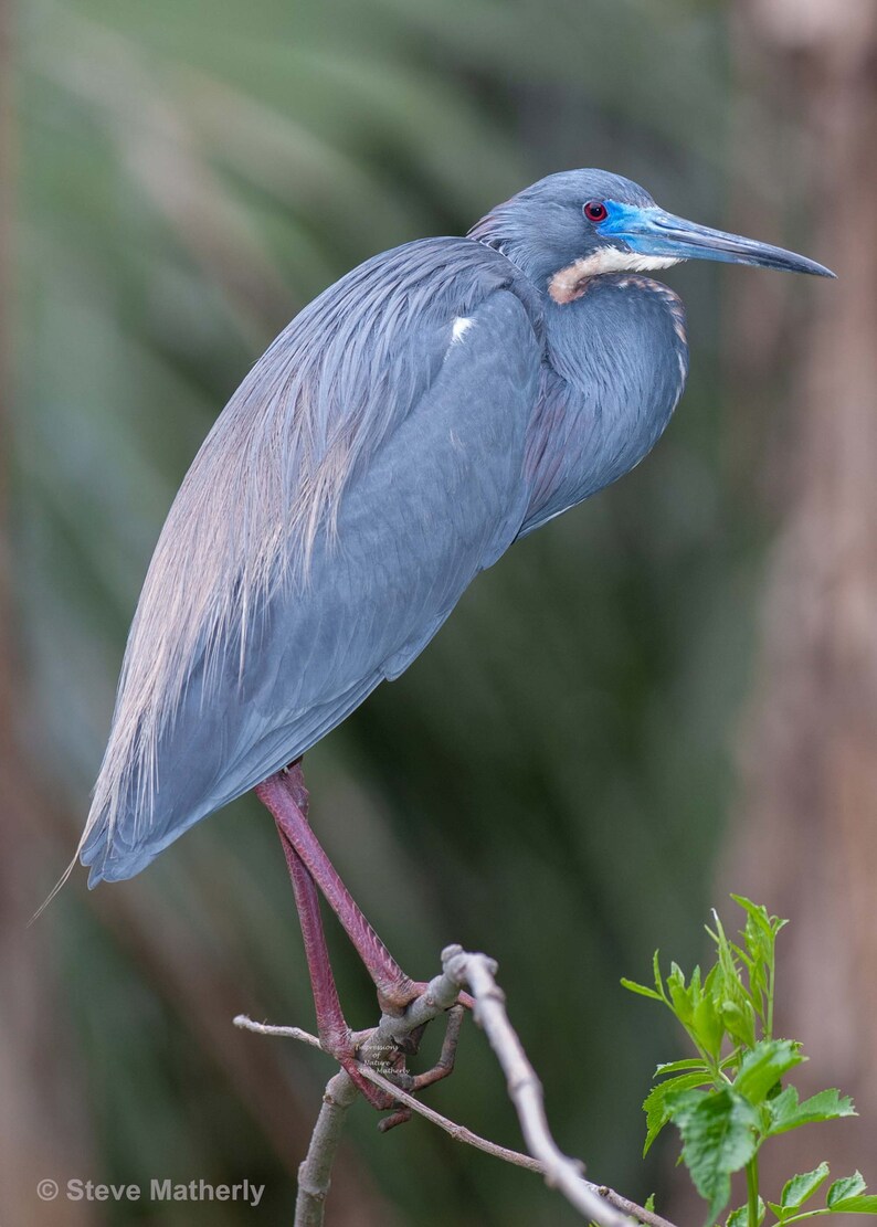 Egret Photography Tri-colored Heron Heron Print Egret Photo Egret Wall Art Heron Picture Egret Heron Photo Heron Photography