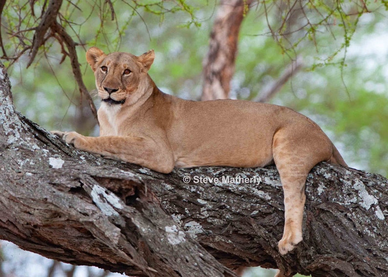 Lion Photo Lion Print Nature Photogra Lion Photography Wildlife Photo Wildlife Photograph Nature Photo Wildlife Picture Lion Picture