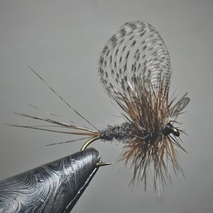 May include: A brown and gray fly fishing lure with a brown and white feather wing and a black head.