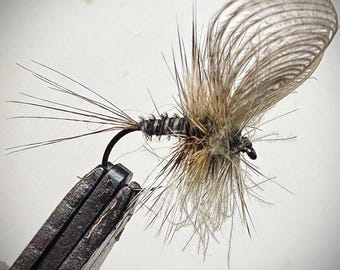 May include: A fishing fly lure featuring a dark, segmented body, a tail made of long, thin fibers, and a prominent, translucent, ribbed wing structure. The fly is secured in a metal vise, showcasing detailed hackle fibers around the thorax.