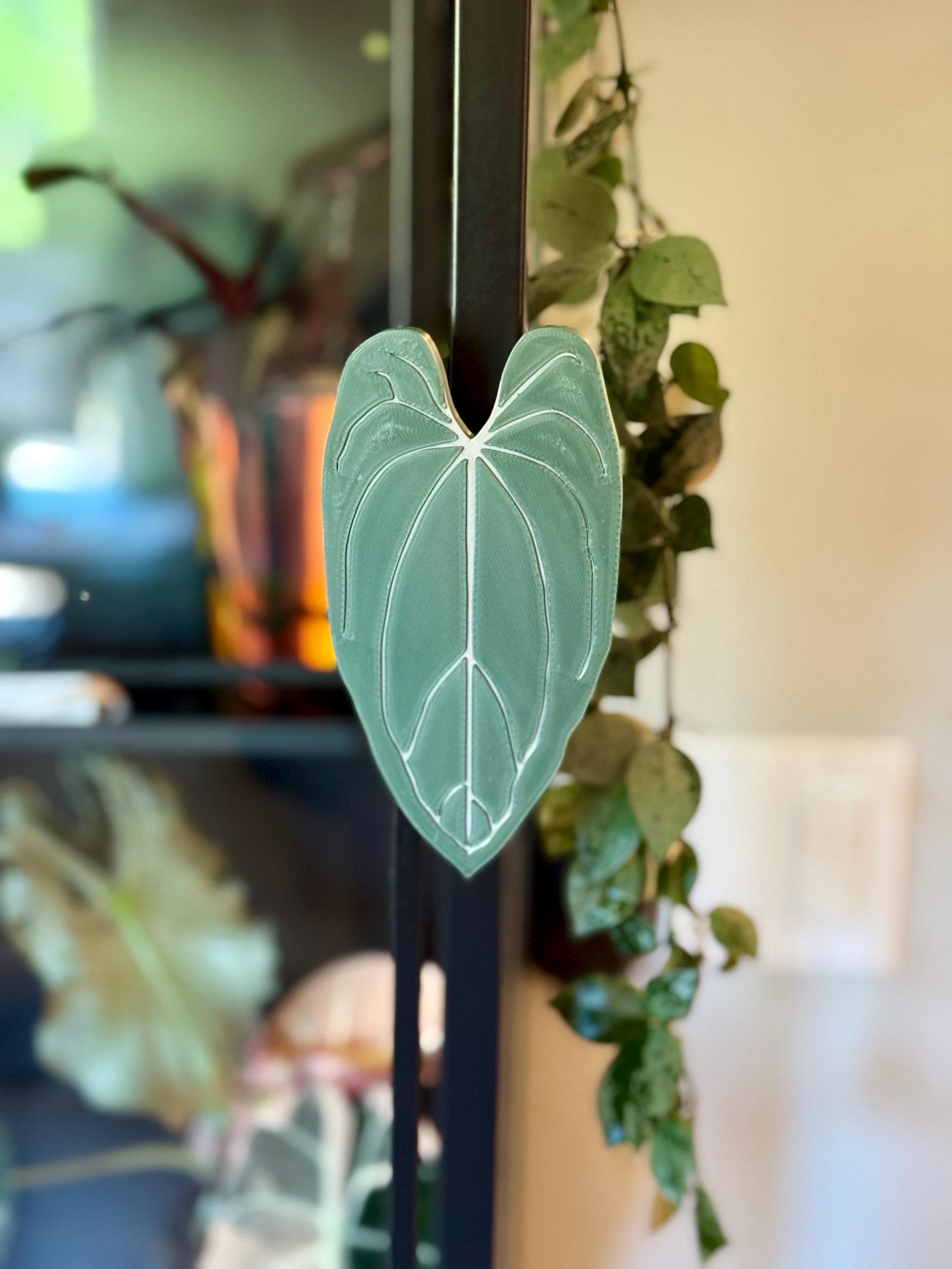 Anthurium papillilaminum - Etsy 日本