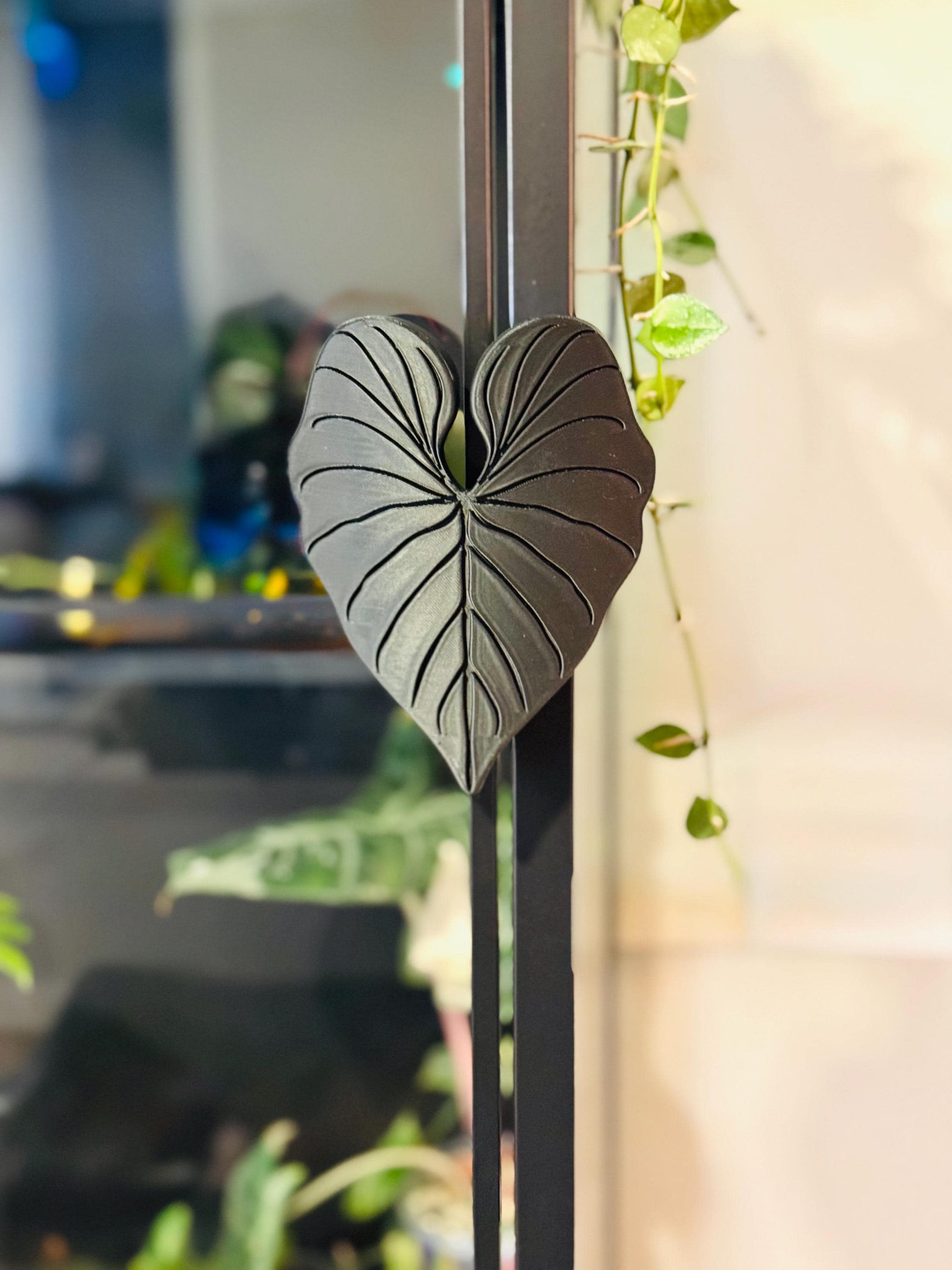 【ＨS様限定】アンスリウム　ブラックウィドウxブラックウィドウ　ドックブロック HS様限定】アンスリウム ブラックウィドウxブラックウィドウ ドック