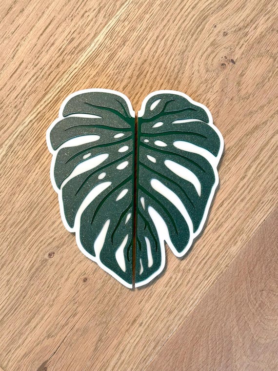 philodendron spiritus sanctus Philodendron spiritus sancti (TC Clone) main image 0