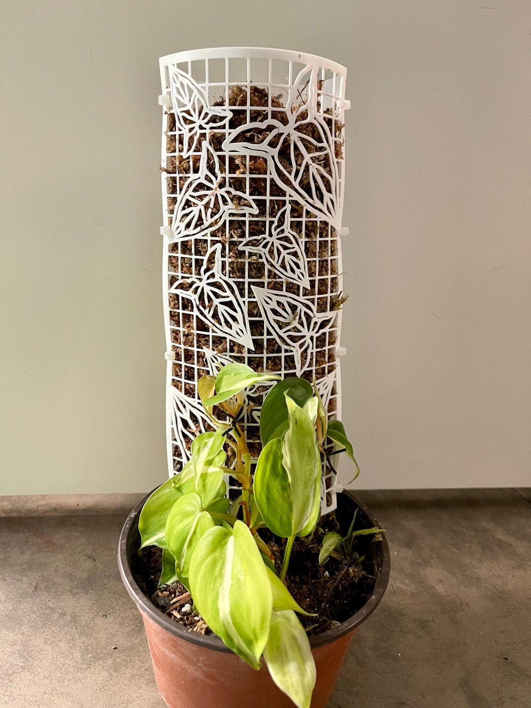 Stackable Moss Pole Kit Syngonium Etsy