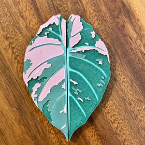 May include: A pink and green leaf with a unique pattern. The leaf is split in half, with one side being pink and the other side being green.
