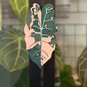 Puede incluir: Un tirador de puerta decorativo con forma de hoja variegada, que presenta un diseño dividido con un lado en rosa claro mate sólido y el otro lado en verde bosque oscuro con una textura ligeramente brillante y detalles de venas visibles.
