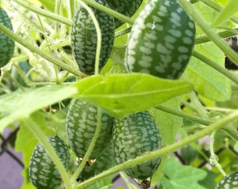 Cucamelon Vine Seeds, Mouse Melon, Tiny Cucumbers, Melothria Scabra ME0110  