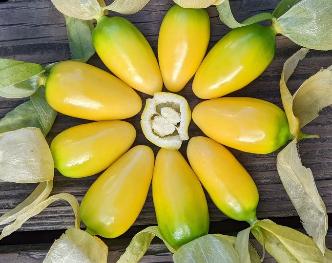 Queen of Malinalco Tomatillo 30 Seeds Etsy