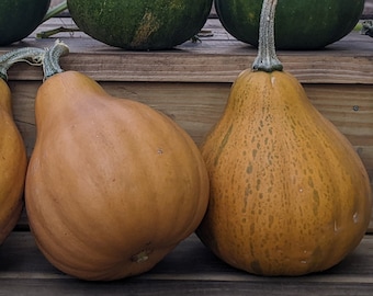 Seminole Pumpkin - 20 seeds