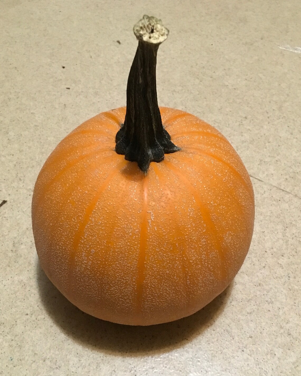 12 Winter Luxury Heirloom Pumpkin Seeds Livingston's Pie Etsy