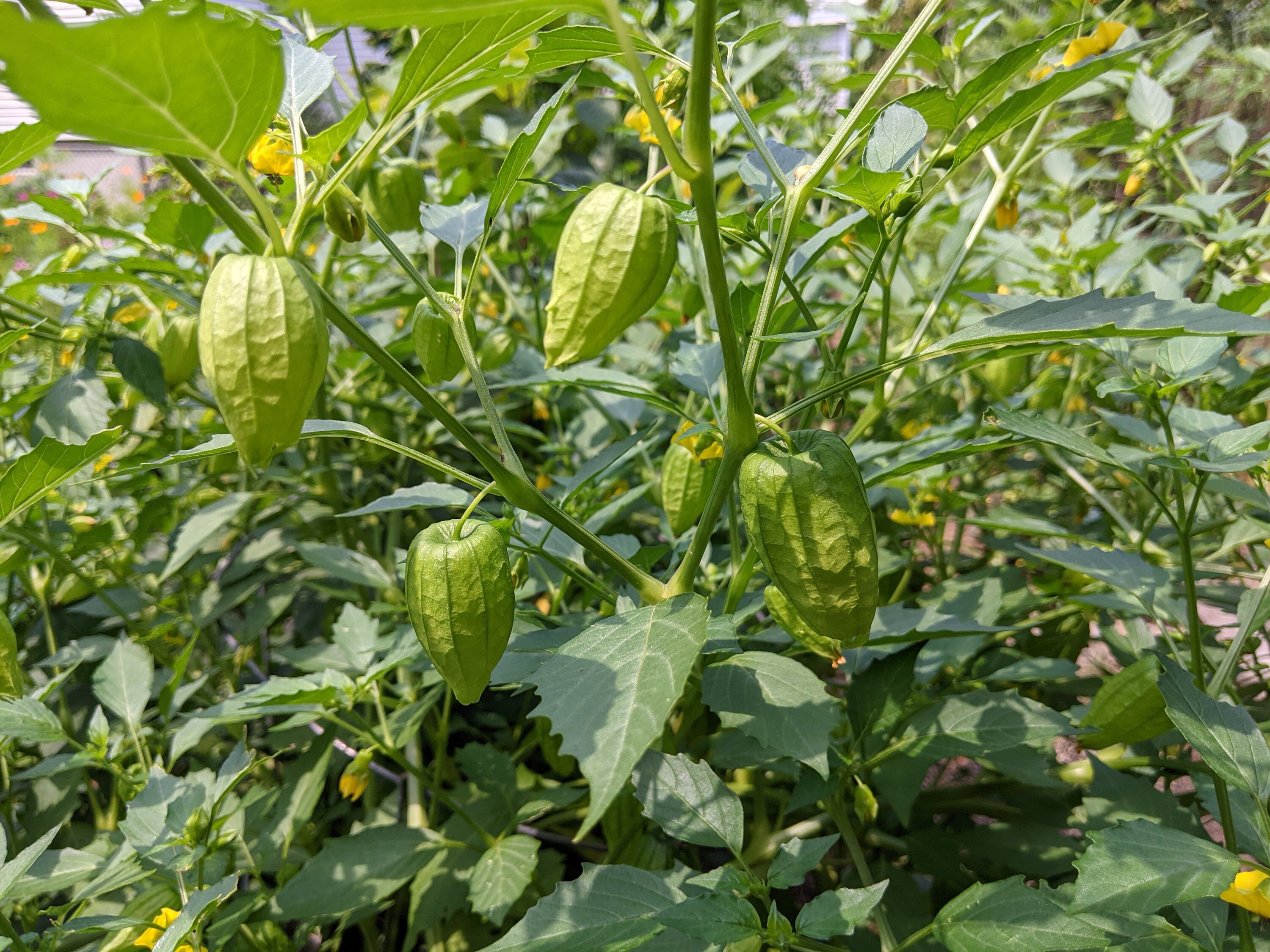 Queen of Malinalco Tomatillo 30 Seeds Etsy