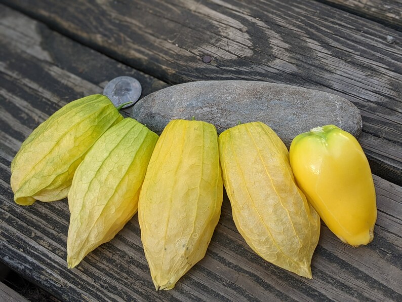 Queen of Malinalco Tomatillo 30 Seeds Etsy