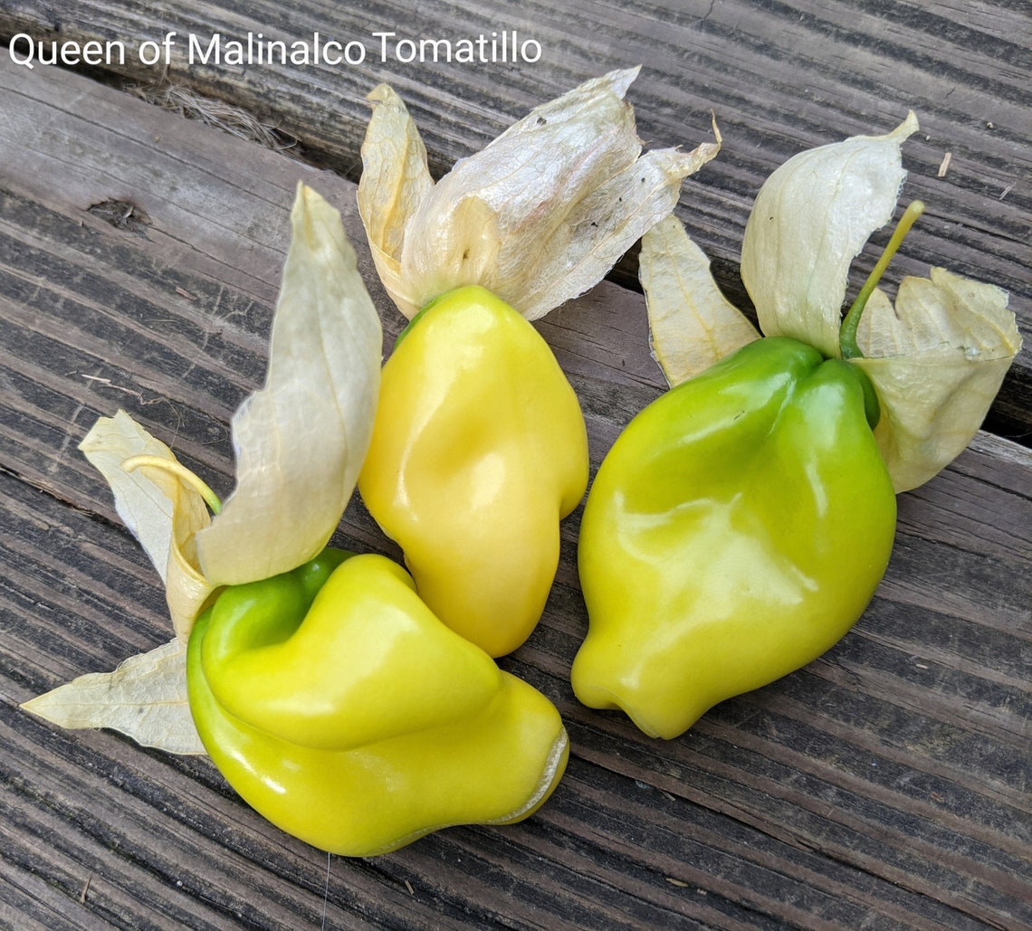 10 Queen of Malinalco Tomatillo Seeds | Etsy