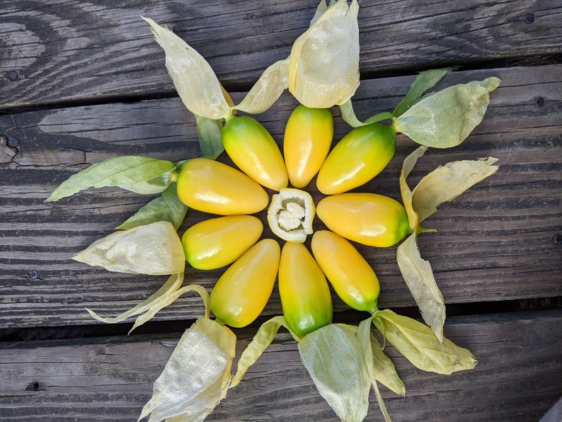 Queen of Malinalco Tomatillo 30 Seeds Etsy