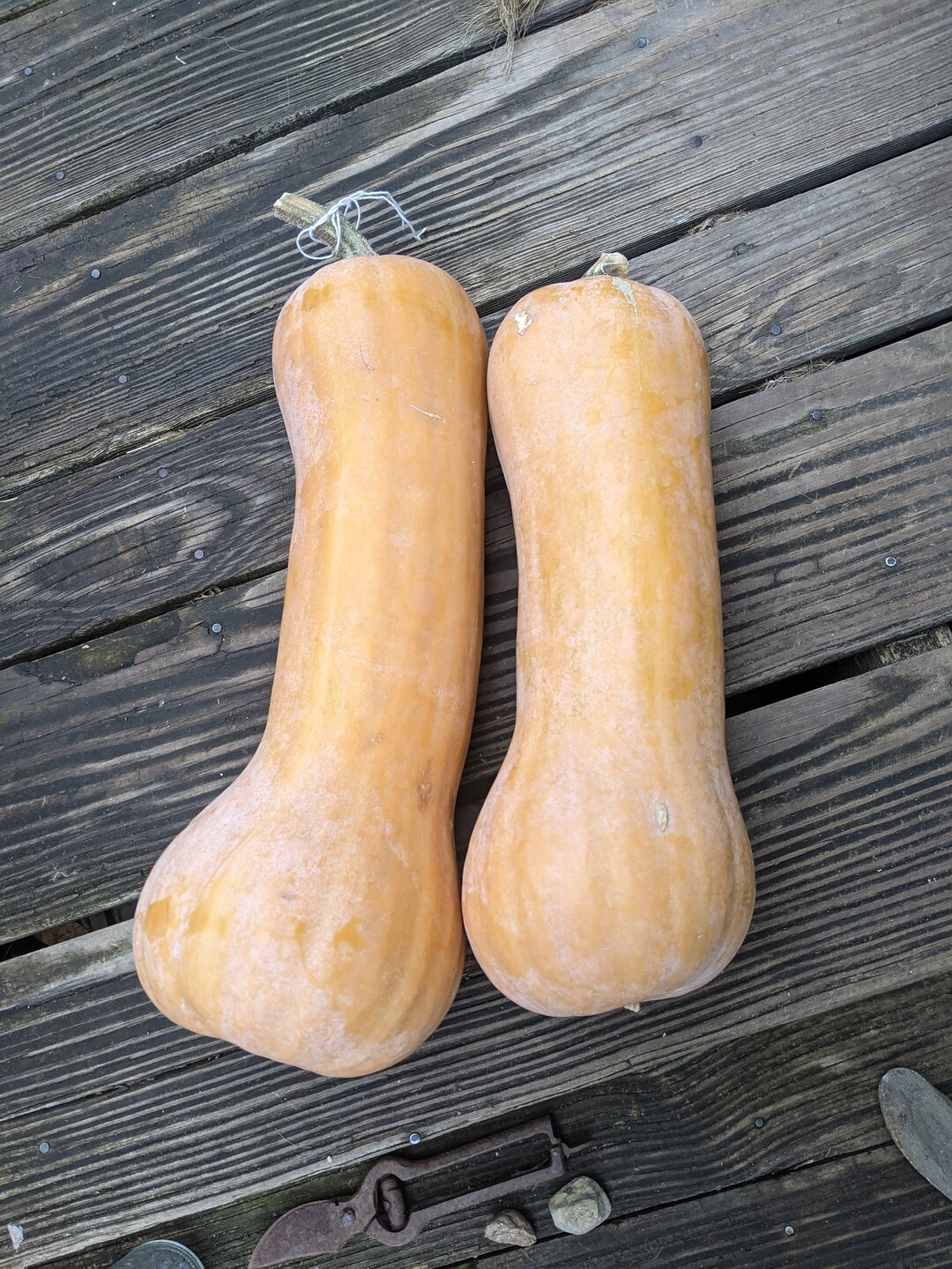 Tahitian Butternut Aka Tahitian Melon Squash 20 Seeds Etsy