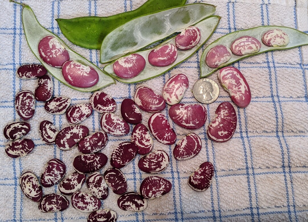 Christmas Speckled Lima Bean 25 Seeds Heirloom Etsy