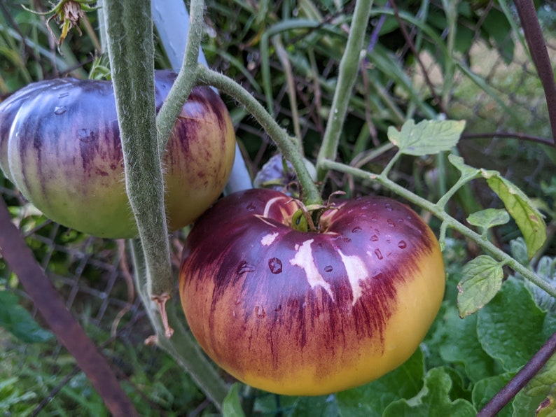 Sart Roloise Tomato 25 Seeds - Etsy