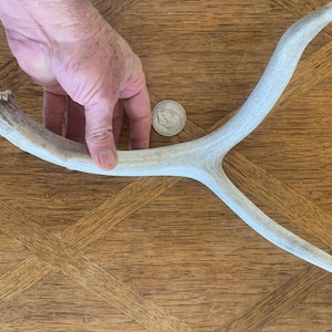 May include: A large, naturally shed deer antler, light beige in color, with a Y-shaped configuration. A silver coin is placed near the antler. The antler is displayed on a wooden surface.