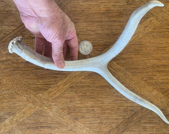 Wild Deer Antler Shed Found in the Tehachapi Mountains Perfect Shape Incredible Texture and Look