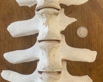 Naturally Weathered and Sun Bleached Section of Cow Vertebrae with Pink Hues and Amazing Texture, Wall Hanging, Art Piece, Arts and Crafts..