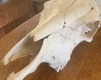 Naturally Weathered and Sun Bleached Large Cow Skull with Gorgeous Patina/Rare Find