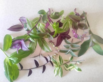 Lucky 5, 7, 13 or 21 Variety Plant Cuttings Mystery Abundance Box with rich luscious and healthy Tradescantia & Callisia as per availability