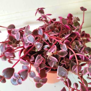 May include: A Callisia repens plant, commonly known as a turtle vine, featuring small, heart-shaped leaves in shades of deep magenta, purple, and dark green. The plant has thin, reddish stems that trail outward from a small, light orange pot.