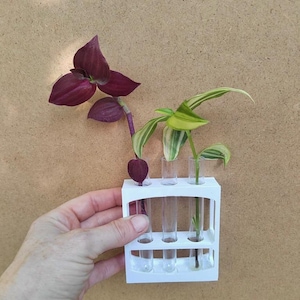 Petite station de multiplication des plantes avec tubes | Support pour boutures de plantes Curve Design | 3 tubes | Imprimé en 3D | Cadeau pour amoureux des plantes
