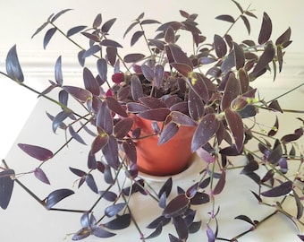 Rare Black Gibasis Jose Puig Tradescantia Plant Cuttings with Lime Green outline - stunning easy growth options of Unrooted or Root to Order