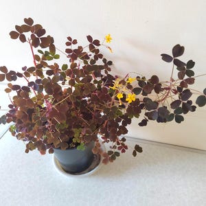 Nearly Black Burgundy Oxalis Mini Triangularis Shamrock Wood Sorrel | Rooted or Unrooted Plant Cuttings ready to pot for Dark Raving Beauty