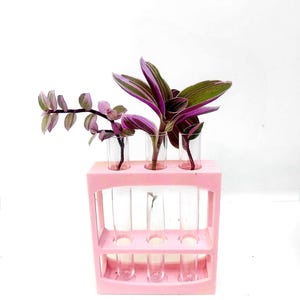 Petite station de multiplication des plantes avec tubes | Support pour boutures de plantes Curve Design | 3 tubes | Imprimé en 3D | Cadeau pour amoureux des plantes