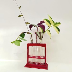 May include: A red wooden test tube holder with four clear glass tubes, each holding a different plant. The plants have green, purple, and white leaves. The holder is on a white surface.