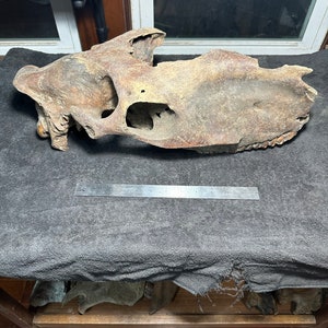 Fossilized Horse Skull, ice age equus
