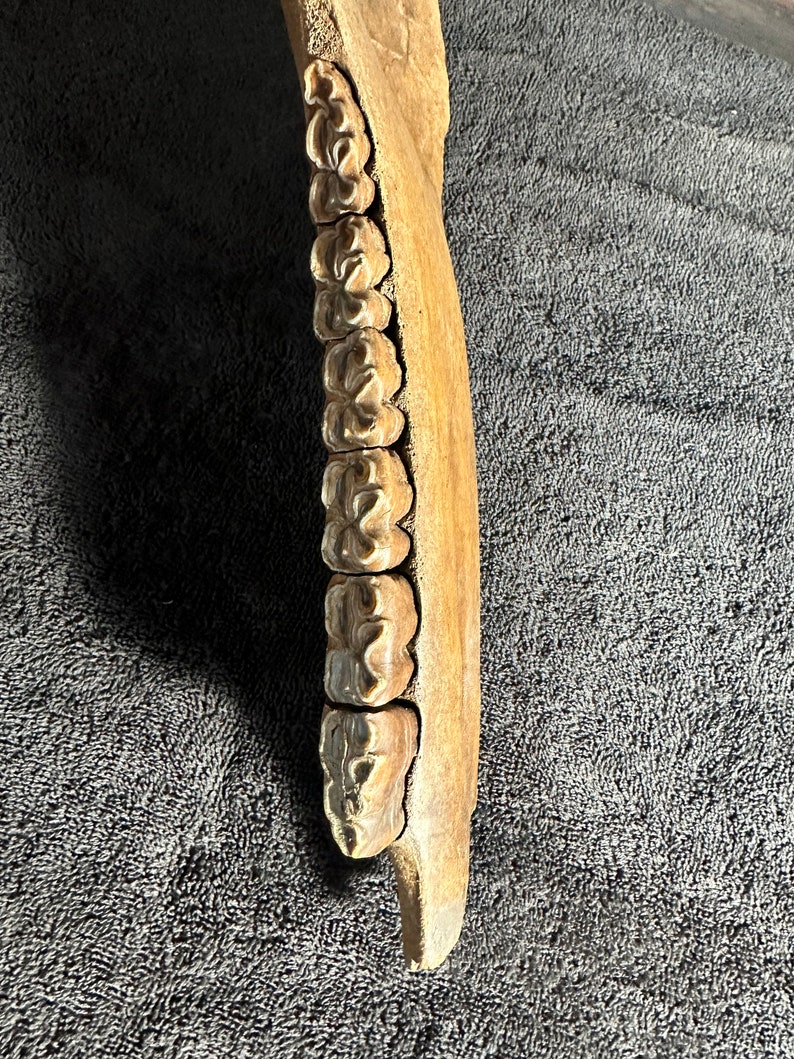 Fossilized horse jaw bone, extinct ice age equus image 4