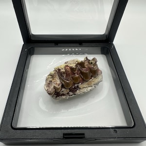 May include: A fossilised tooth, with brown and tan enamel, is presented in a black, square shadow box. The fossil sits on a white background, and the box has a clear, protective cover.
