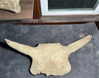 Fossil Bison Antiquus Skull