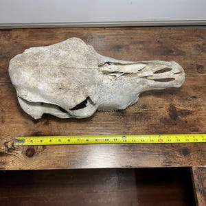 Cow skull, naturally cleaned skull