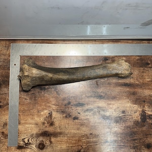 May include: A weathered, dark brown bone, possibly a femur, lies on a wooden surface. A metal ruler is positioned next to the bone for scale. The bone has a rough texture and appears to be aged.