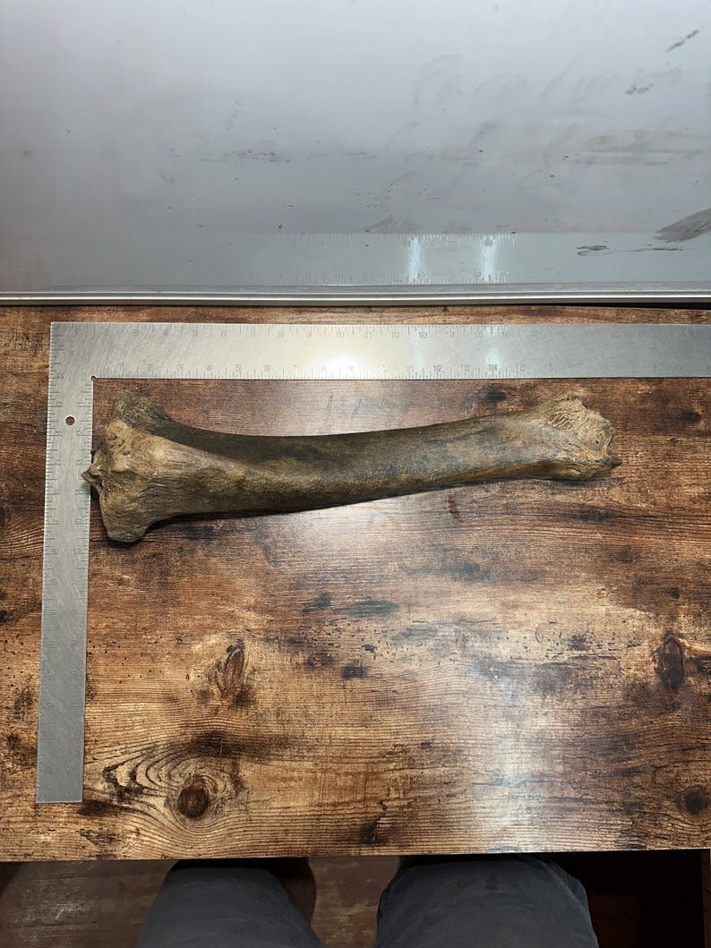 Bison Antiquus Tibia - Etsy