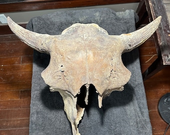Bison Antiquus Skull, nearly complete