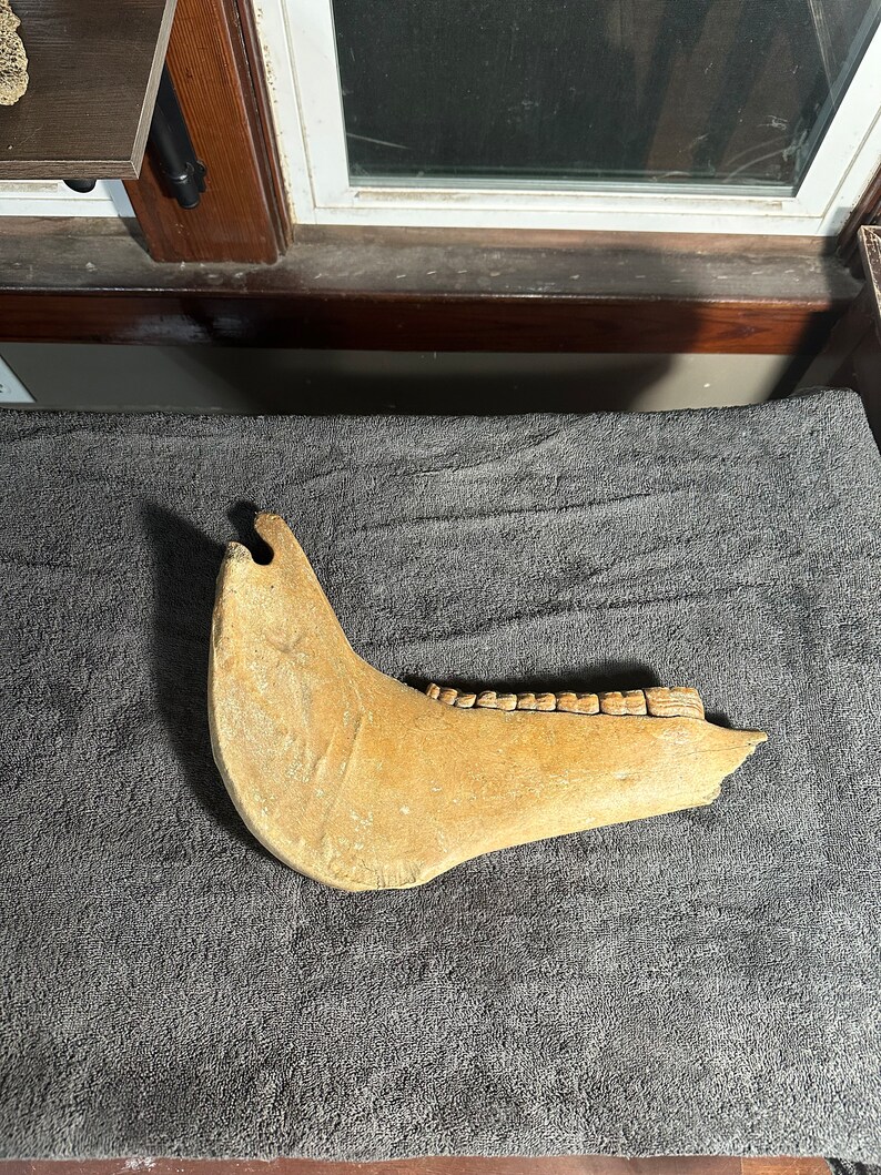 Fossilized horse jaw bone, extinct ice age equus image 2