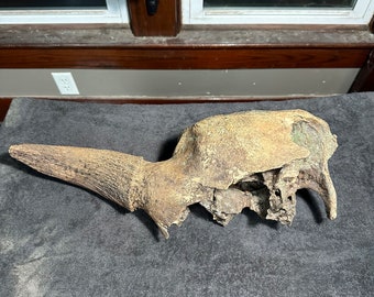 Bison Antiquus Half Skull