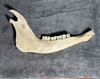 Fossil bison jaw bone, ice age buffalo